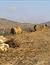 Xaghra (Gozo)- Bild 3