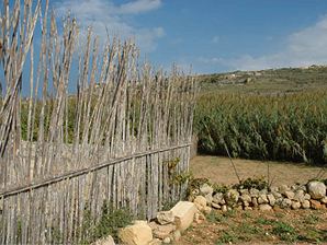 Xaghra (Gozo)